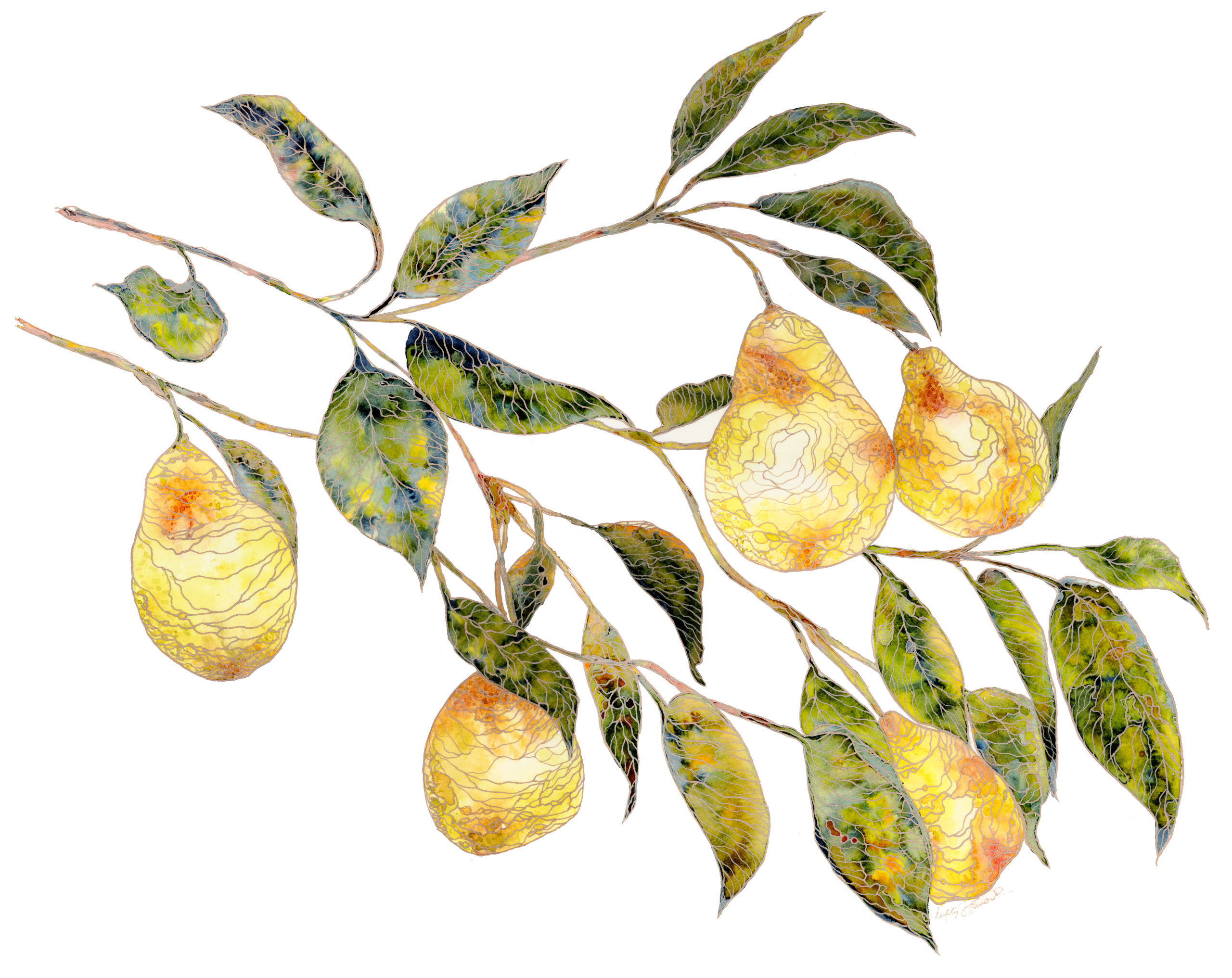 Pear Tree 
