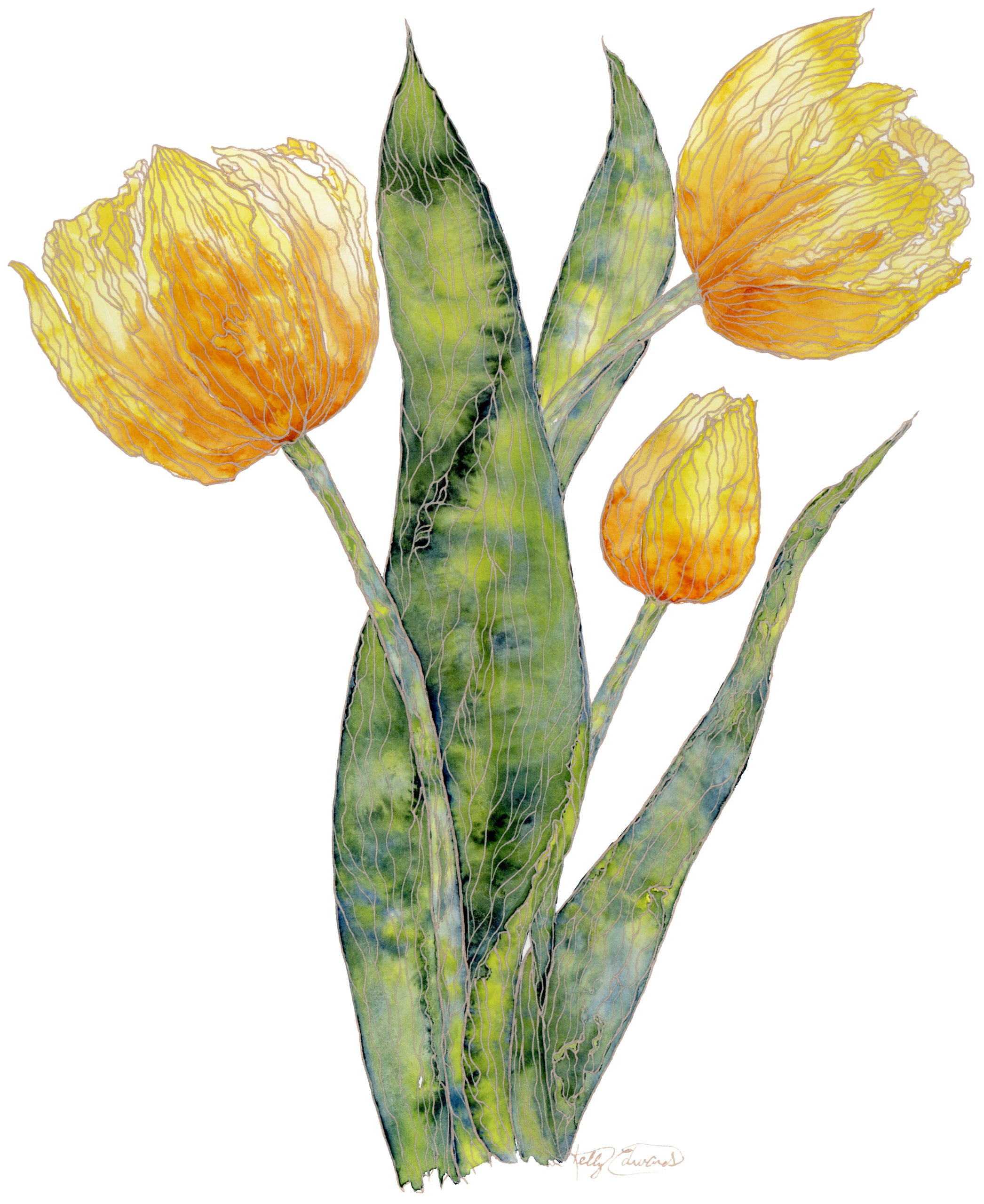 Yellow Tulips 
